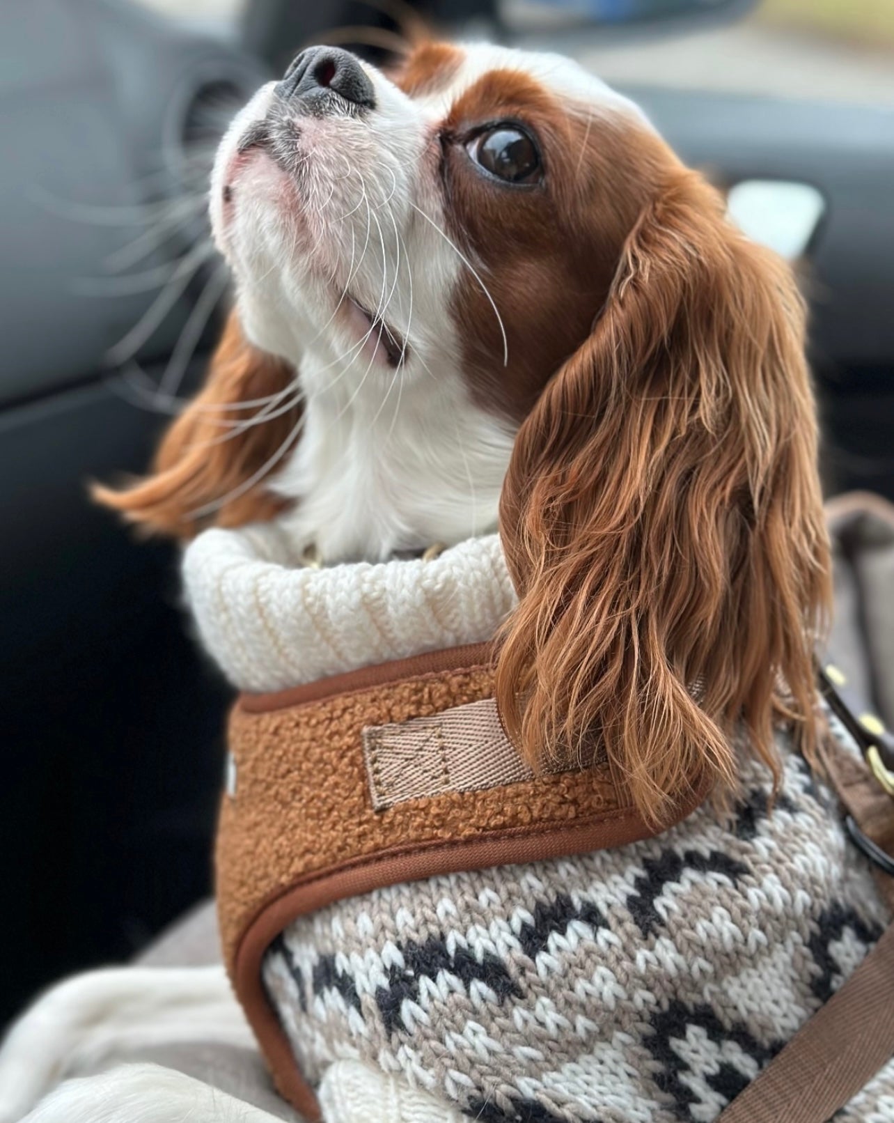 Szelki Bezuciskowe "Teddy"