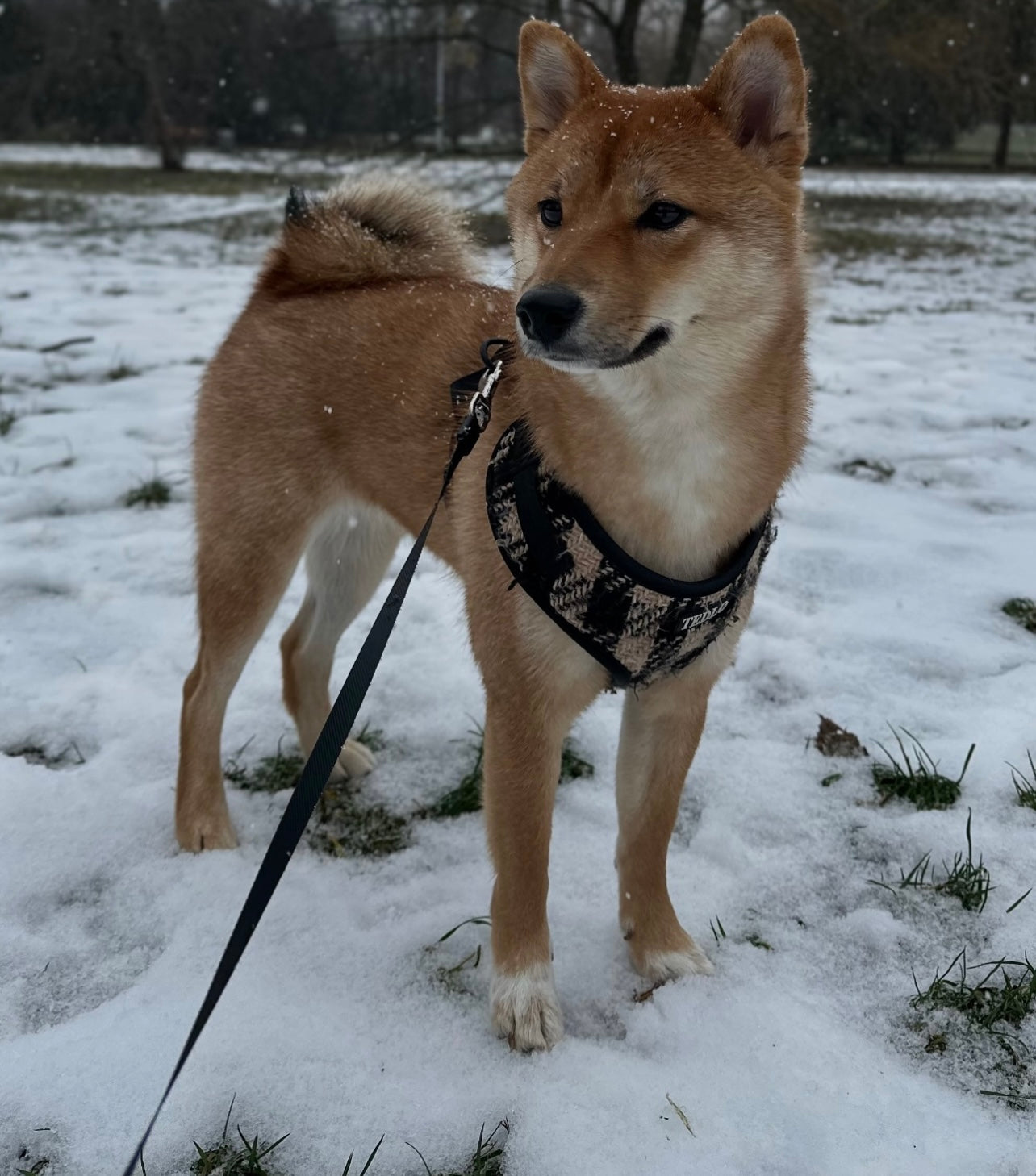 Szelki Bezuciskowe "Black-Beige"